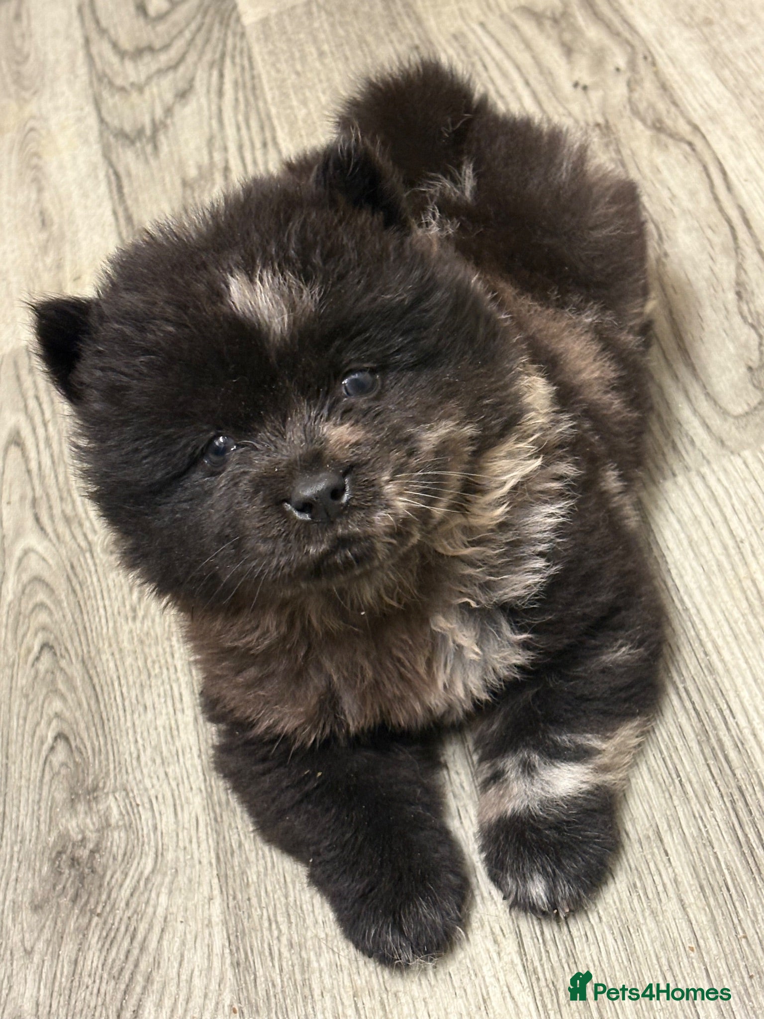 Chow Chow dogs lilac Merle boy and one Merle female chows - Advert 5