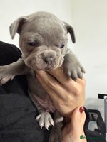 French Bulldog dogs - Advert 6