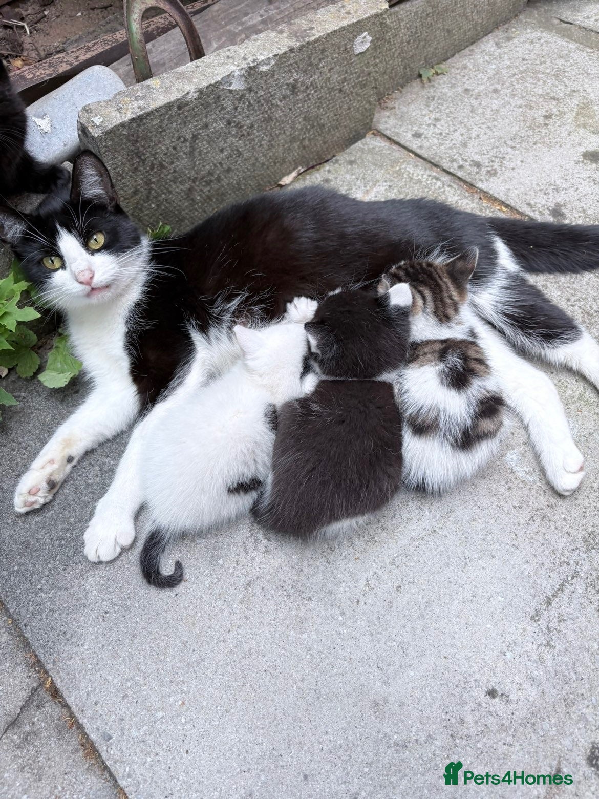 Mixed Breed cats gorgeous playful kittens 1 boy & 1 girl - Advert 2