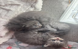 Mixed Breed cats for sale: Beautiful half Persian kittens - Image 4