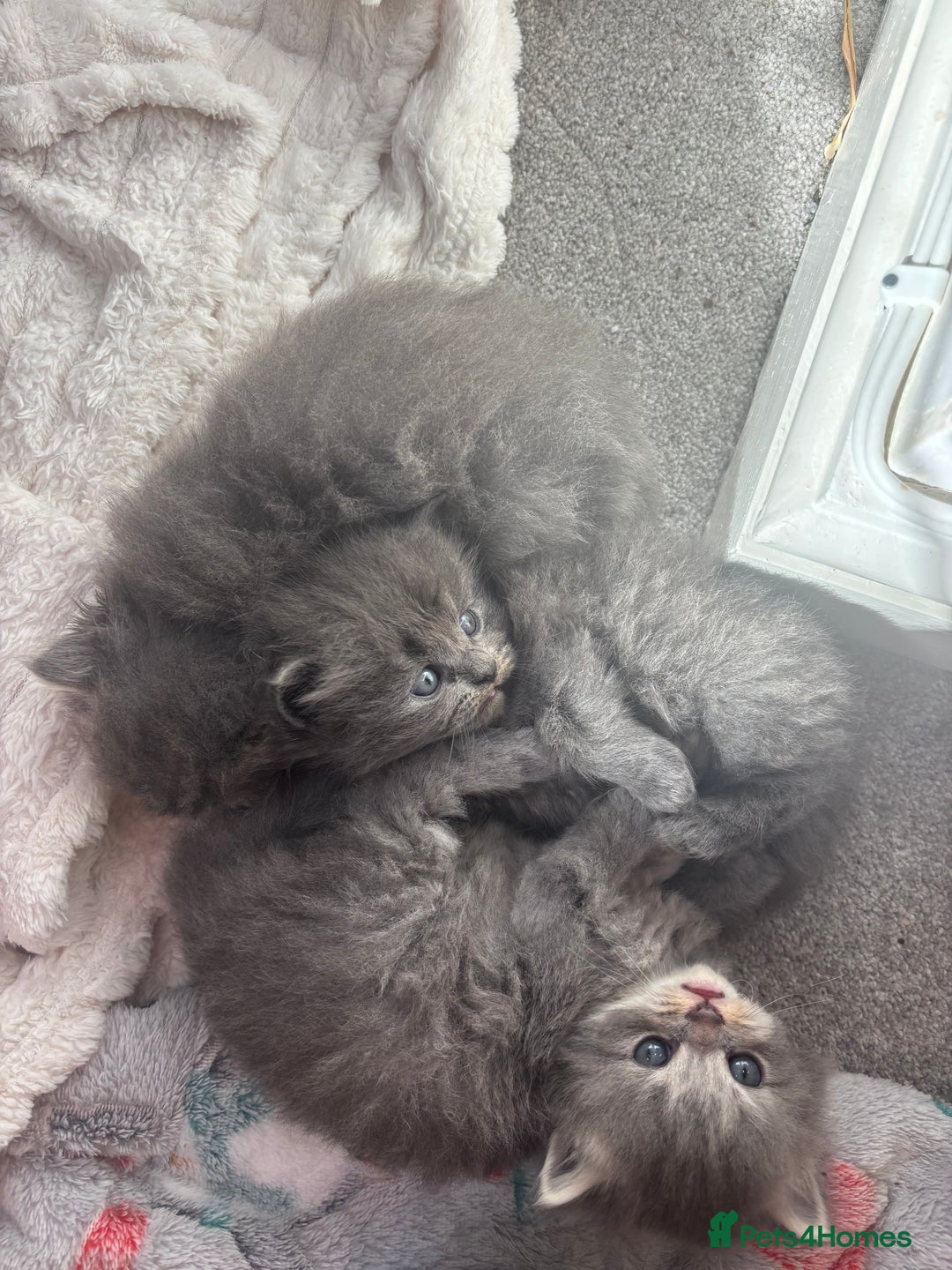 Mixed Breed cats for sale: Beautiful half Persian kittens - Image 4