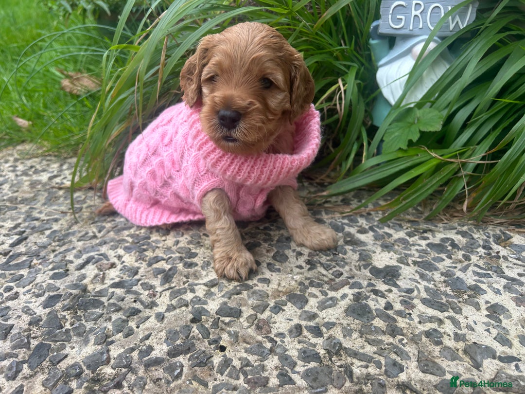 Cockapoo dogs for sale: 5 Stunning Cockapoo girls 💖 - Advert 2