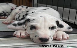 Dalmatian dogs for sale: Antbowdals Strong British Pedigree Dalmation pups - Image 19
