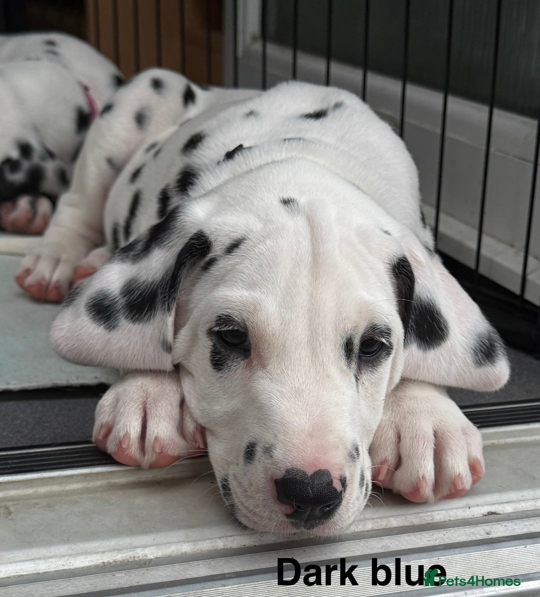 Dalmatian dogs for sale: Antbowdals Strong British Pedigree Dalmation pups - Image 19
