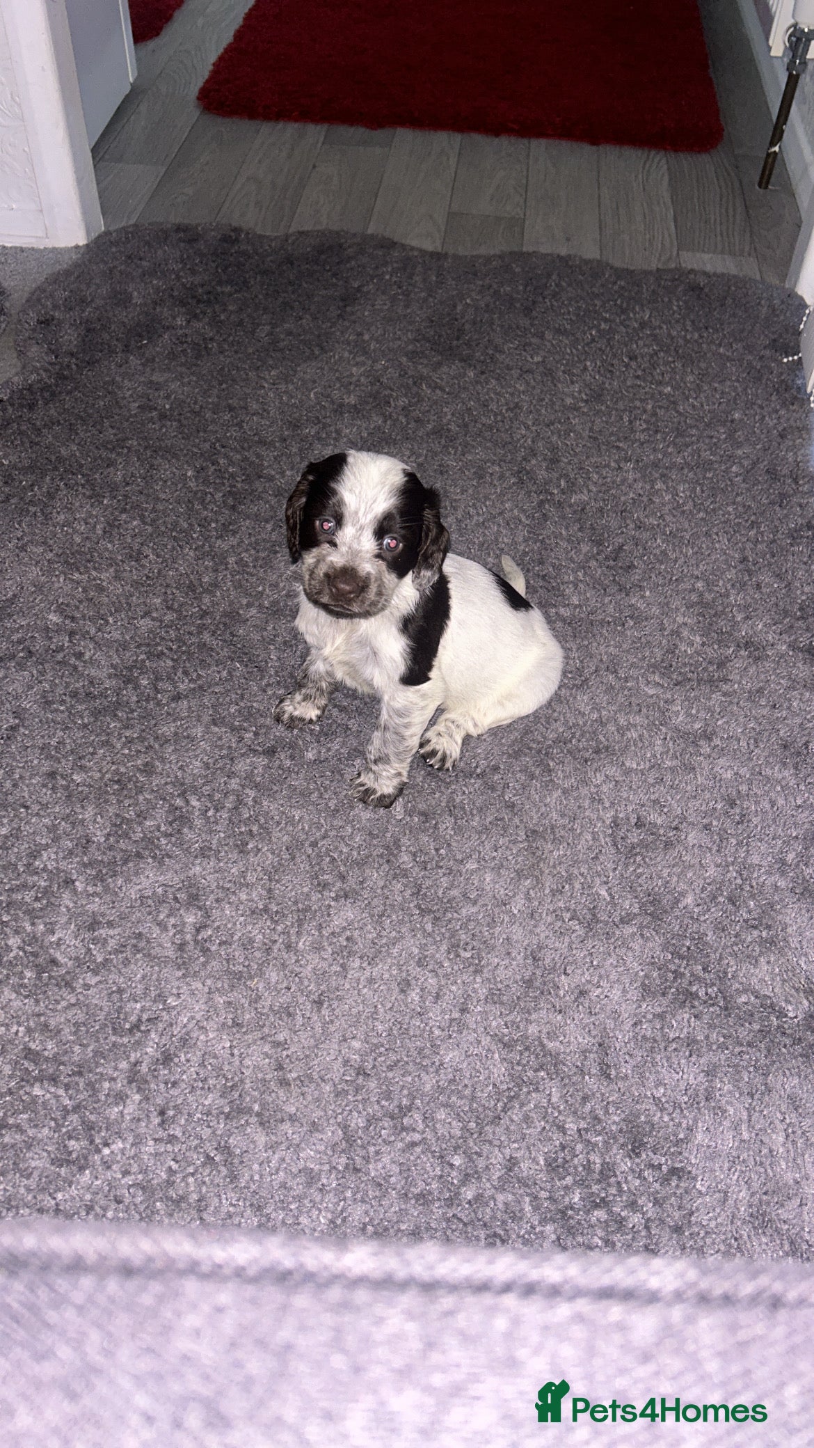 Cocker Spaniel dogs One adorable girl left  - Advert 17