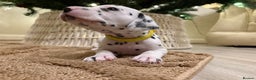 Dalmatian dogs for sale: 5 Generation KC Registered Dalmatians Boys - Advert 1