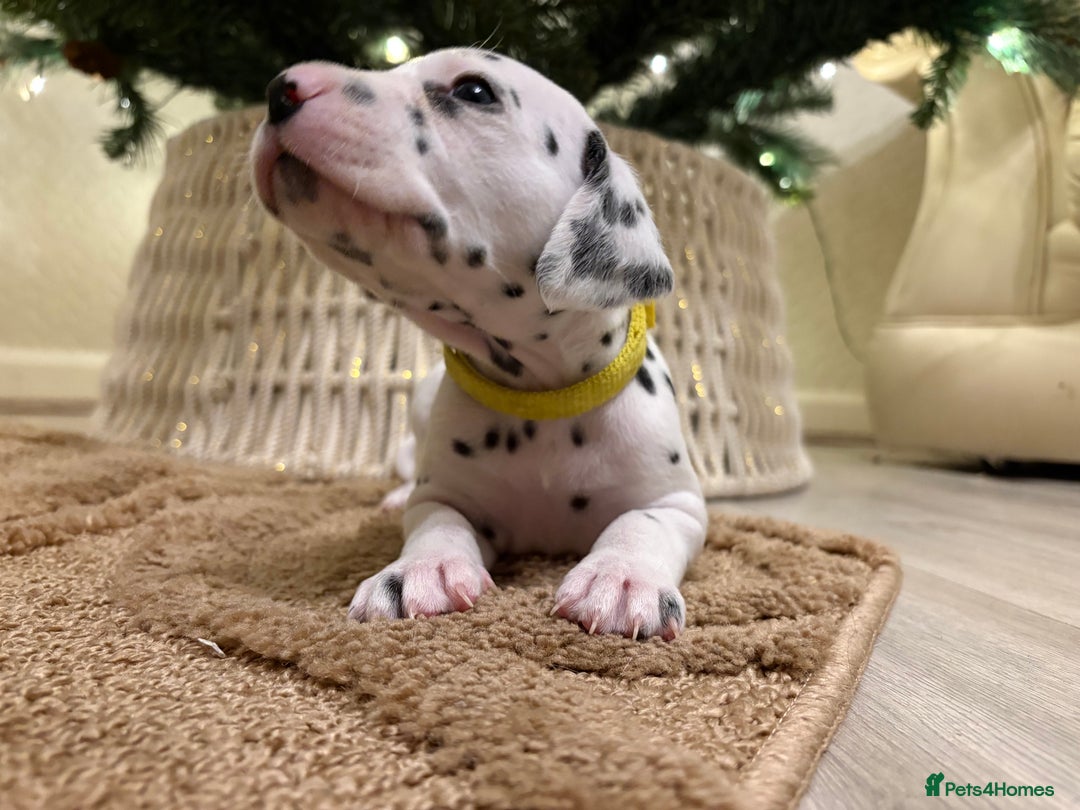 Dalmatian dogs for sale: 5 Generation KC Registered Dalmatians Boys - Advert 1