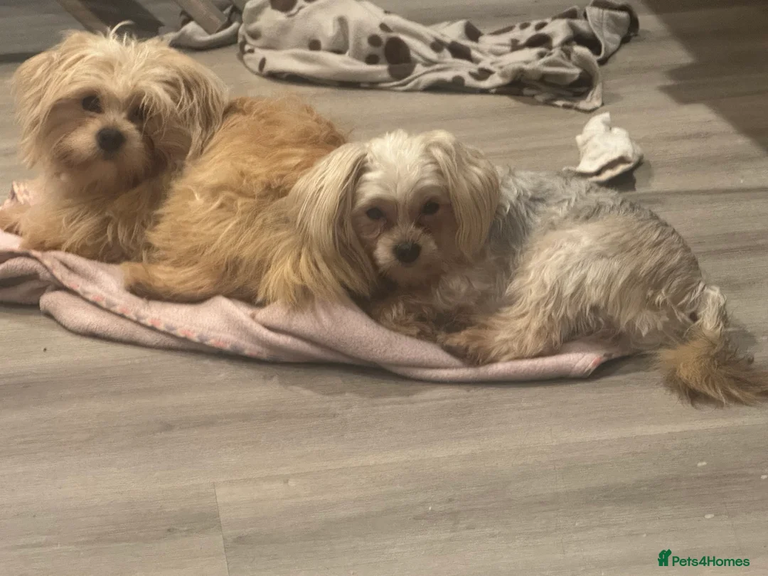 Yorkiepoo dogs for sale: Brothers  - Advert 5