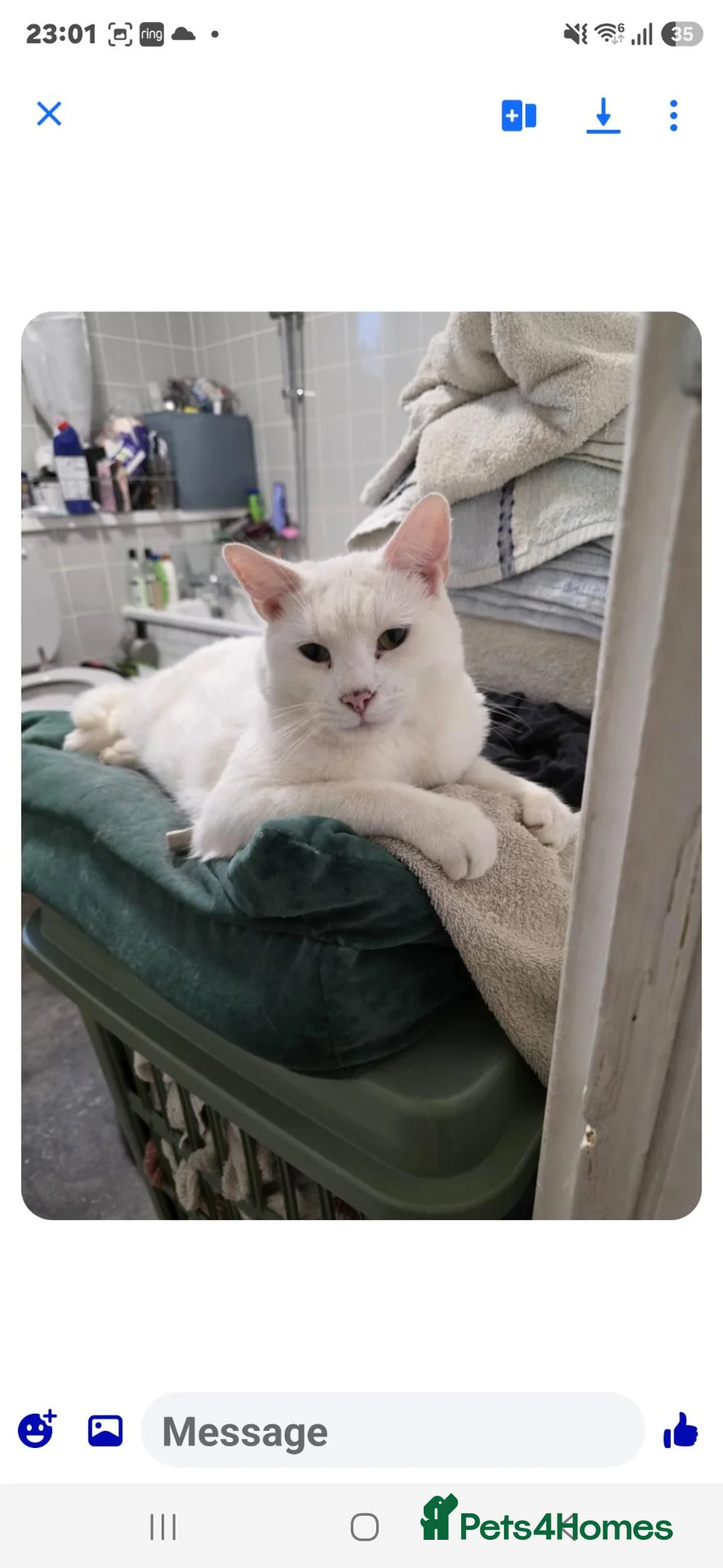 Mixed Breed cats for sale: Stolen  in Feltham - Advert 2