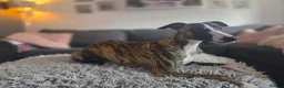 Whippet dogs for stud: Barney - Advert 9