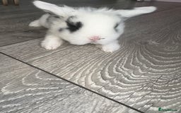 Mini Lop rabbits for sale: Pure breed Minilop babies  - Image 11