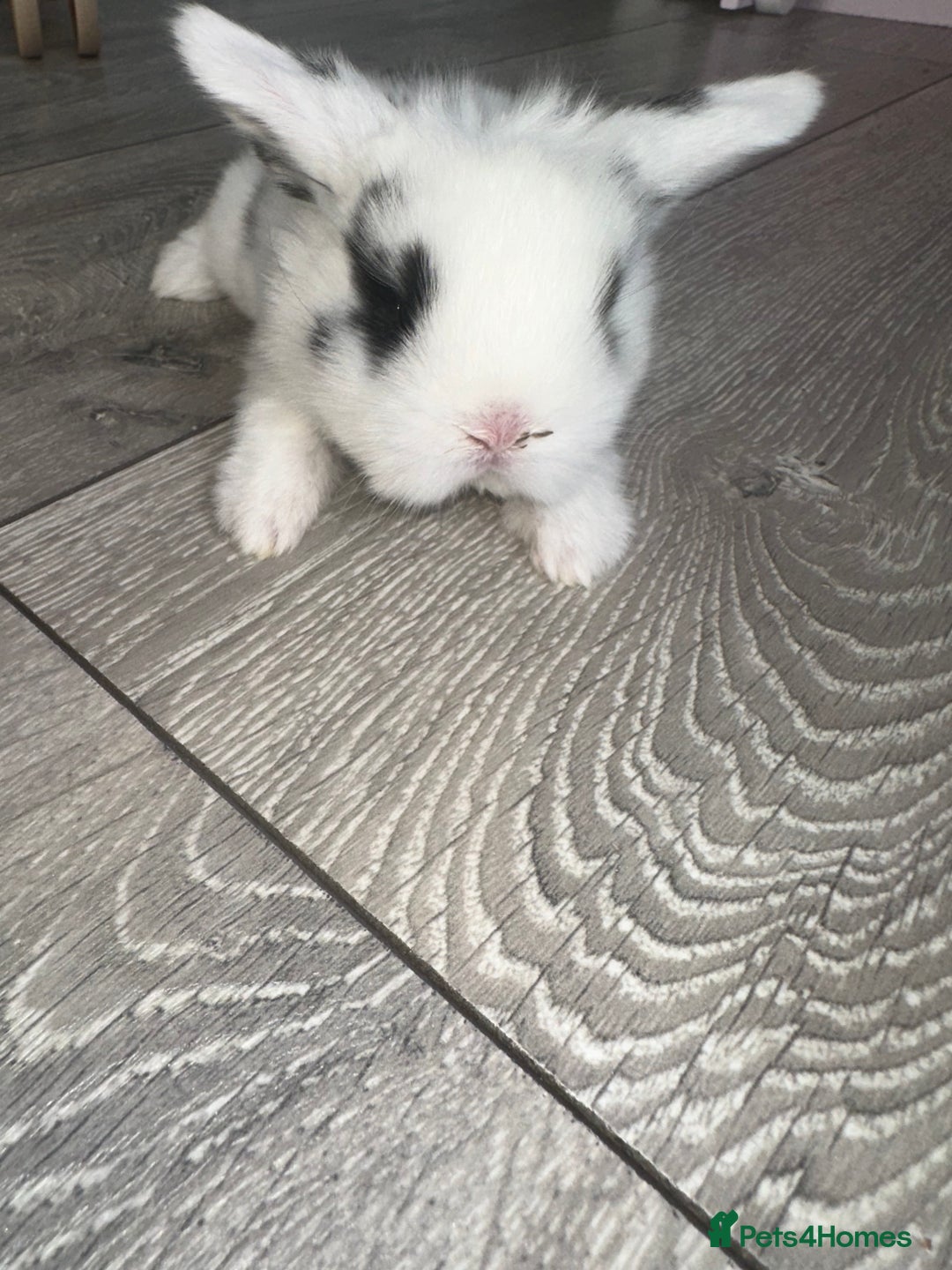 Mini Lop rabbits for sale: Pure breed Minilop babies  - Image 11