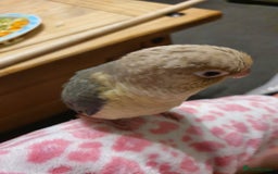 Conures birds for sale: Handreared conures - Image 7