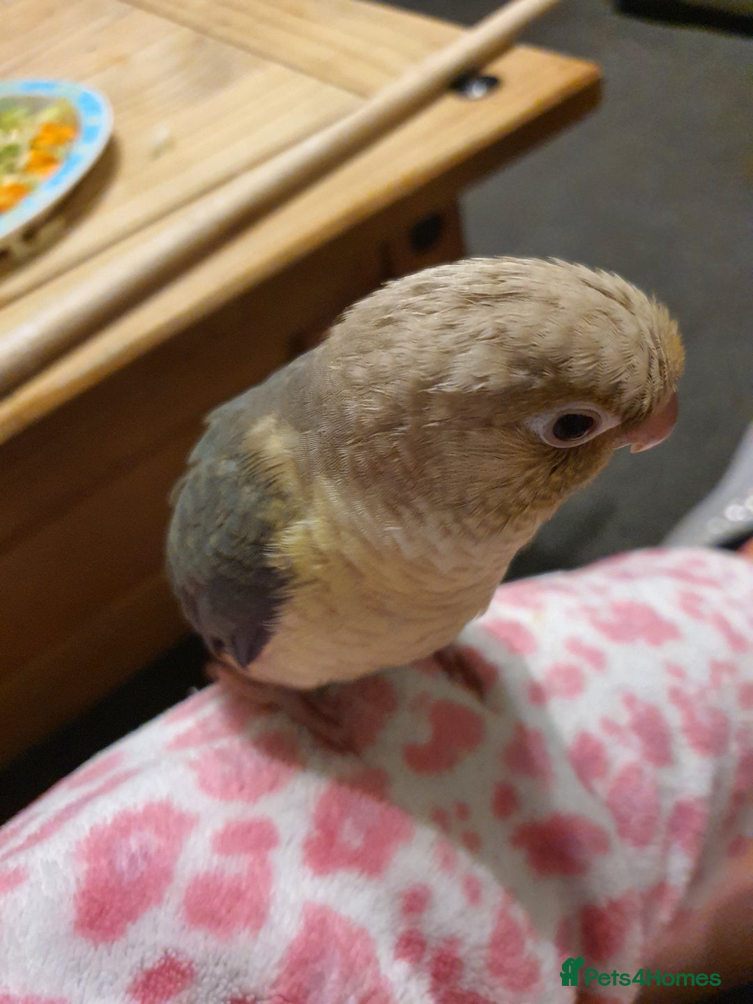 Conures birds for sale: Handreared conures - Image 7