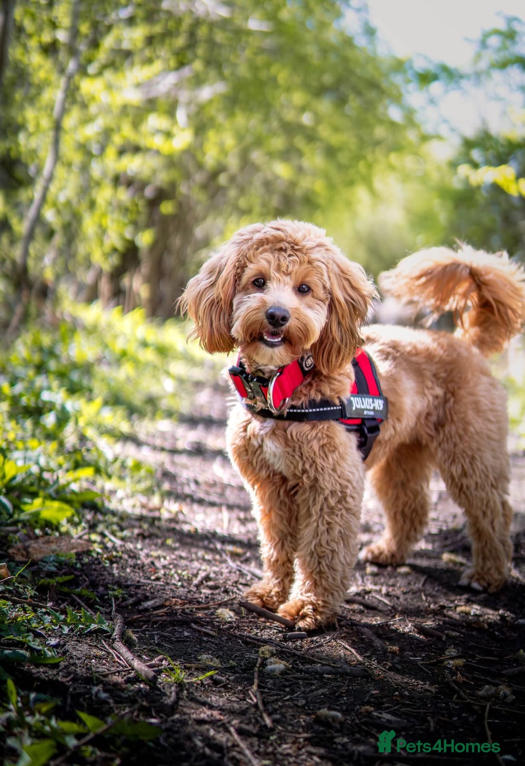 Cockapoo dogs for sale: Cockapoo puppies x5 - Advert 3