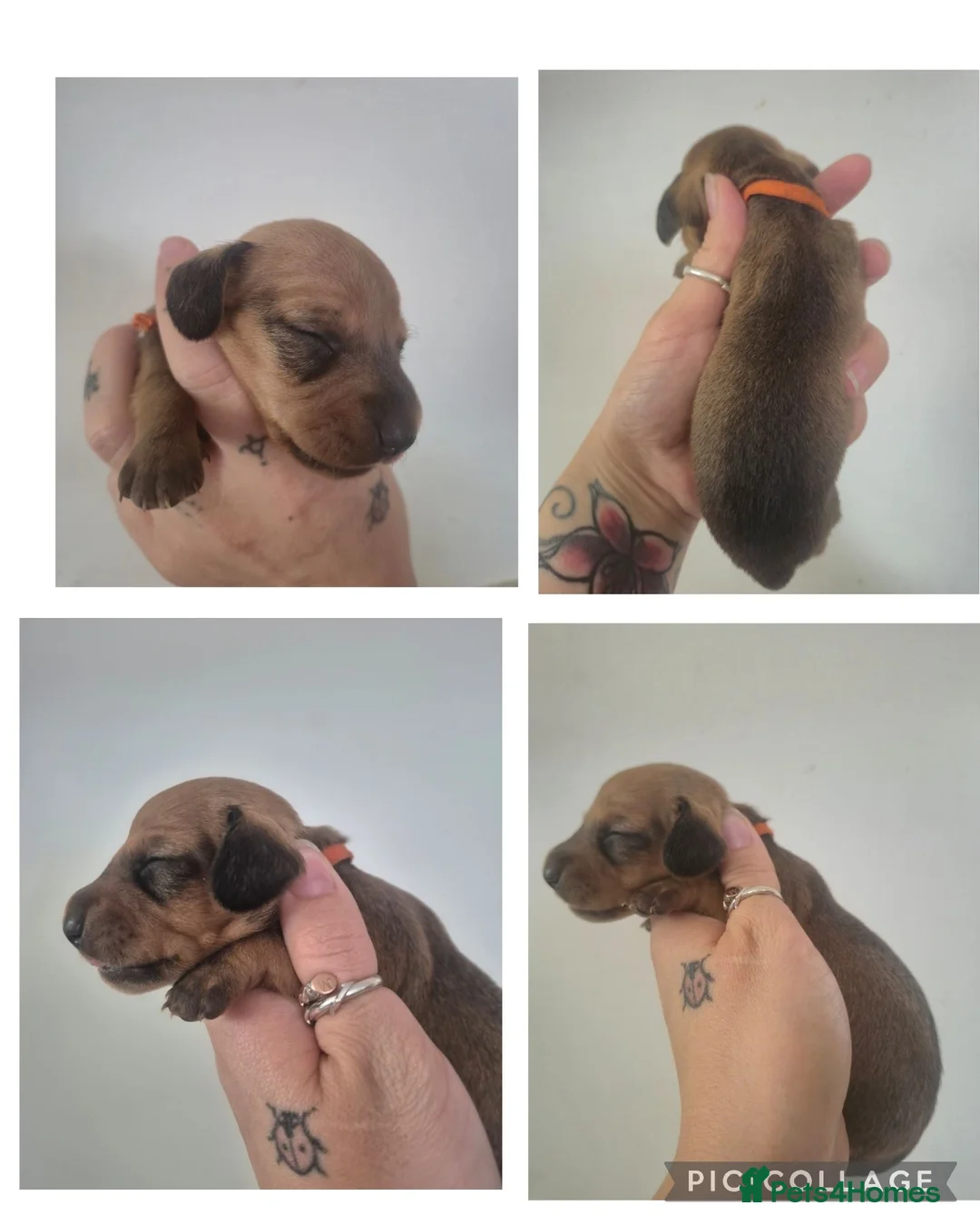 Miniature Dachshund dogs for sale: PRA CLEAR MINIATURE DACHSHUND GIRLS - Advert 31