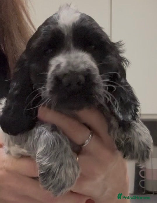 Cocker Spaniel dogs Show Cocker Show Quality DNA Tested Parents  - Advert 15