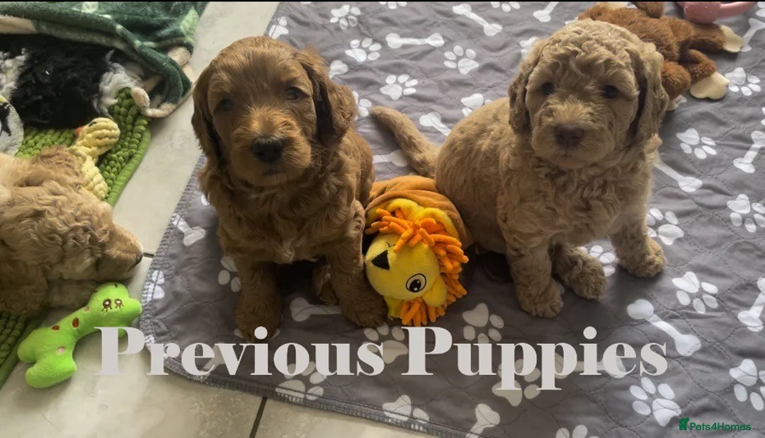 Double Doodle dogs for sale: Nell is expecting Double Doodles  - Advert 14