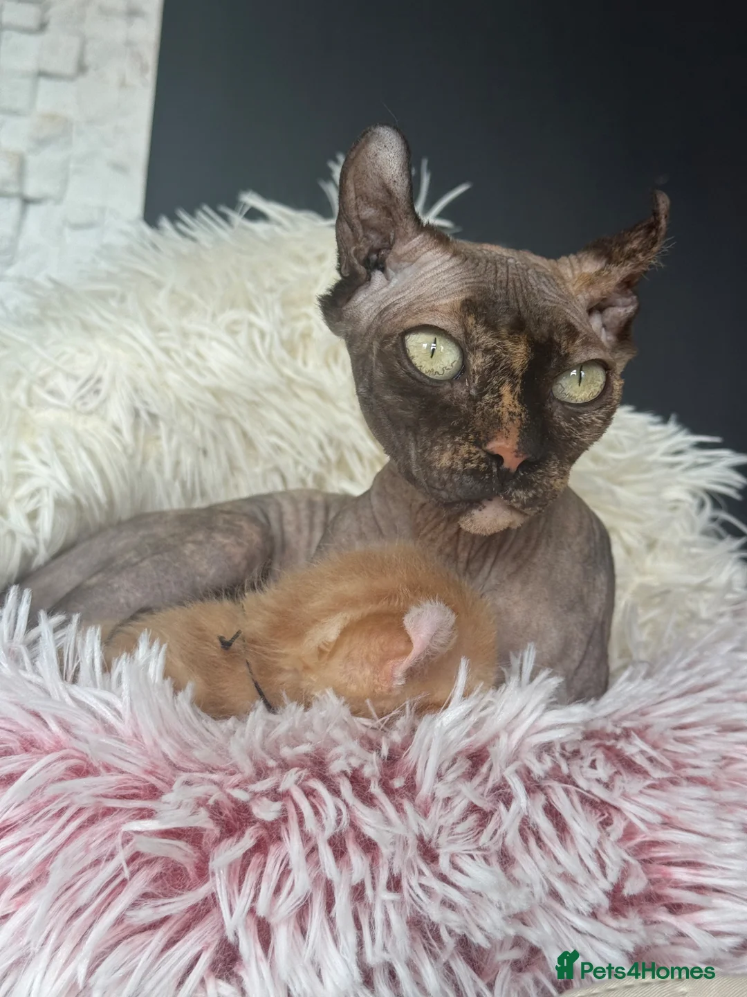 Sphynx cats for sale: Adorable kiteens!  - Advert 2