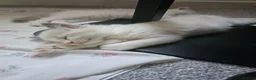 Ragdoll cats for sale: Kitten Ragdoll bicolor- 1 boy and 2 girls  in Fareham - Advert 6