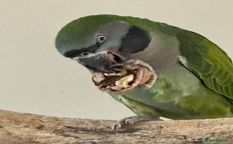 Parakeets birds - Advert 5