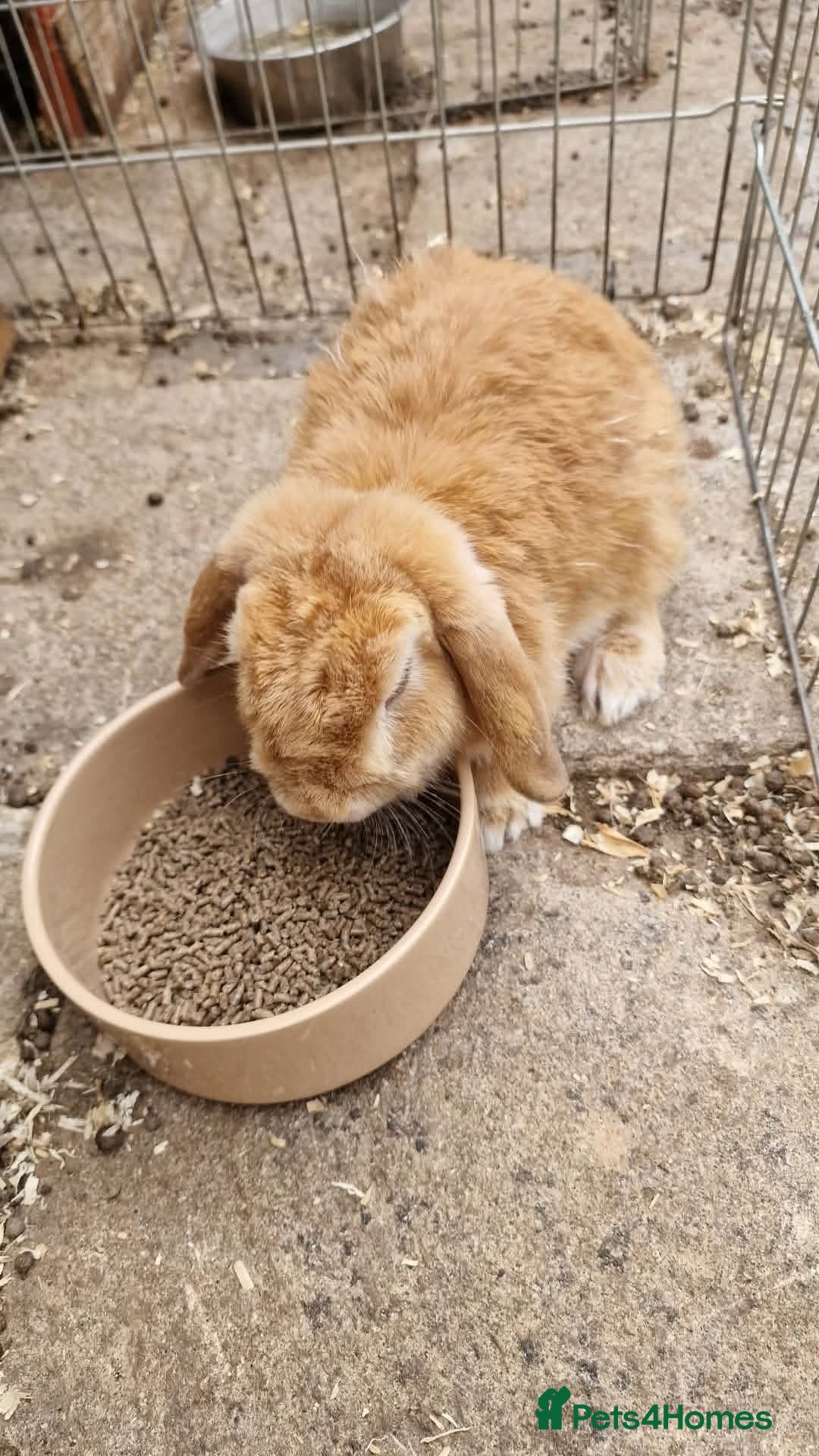 Mini Lop rabbits Twiggy and jane mini lops not a bonded pair. - Advert 2