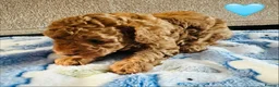Toy Poodle dogs for sale: Pure Bred Red Toy Poodles (KC generation)  - Advert 13
