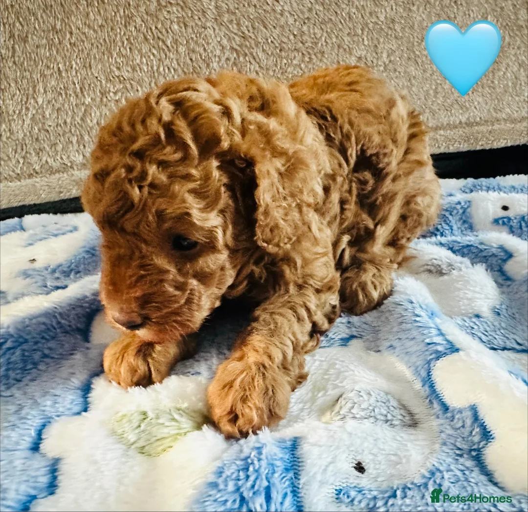 Toy Poodle dogs for sale: Pure Bred Red Toy Poodles (KC generation)  - Advert 13