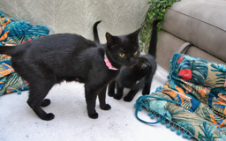 Mixed Breed cats for sale: Gorgeous Maine-Coon/Ragdoll/Bombay Mix Kittens!!! - Image 11