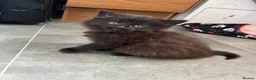 Mixed Breed cats for sale: Fluffy girl kitten  - Advert 3