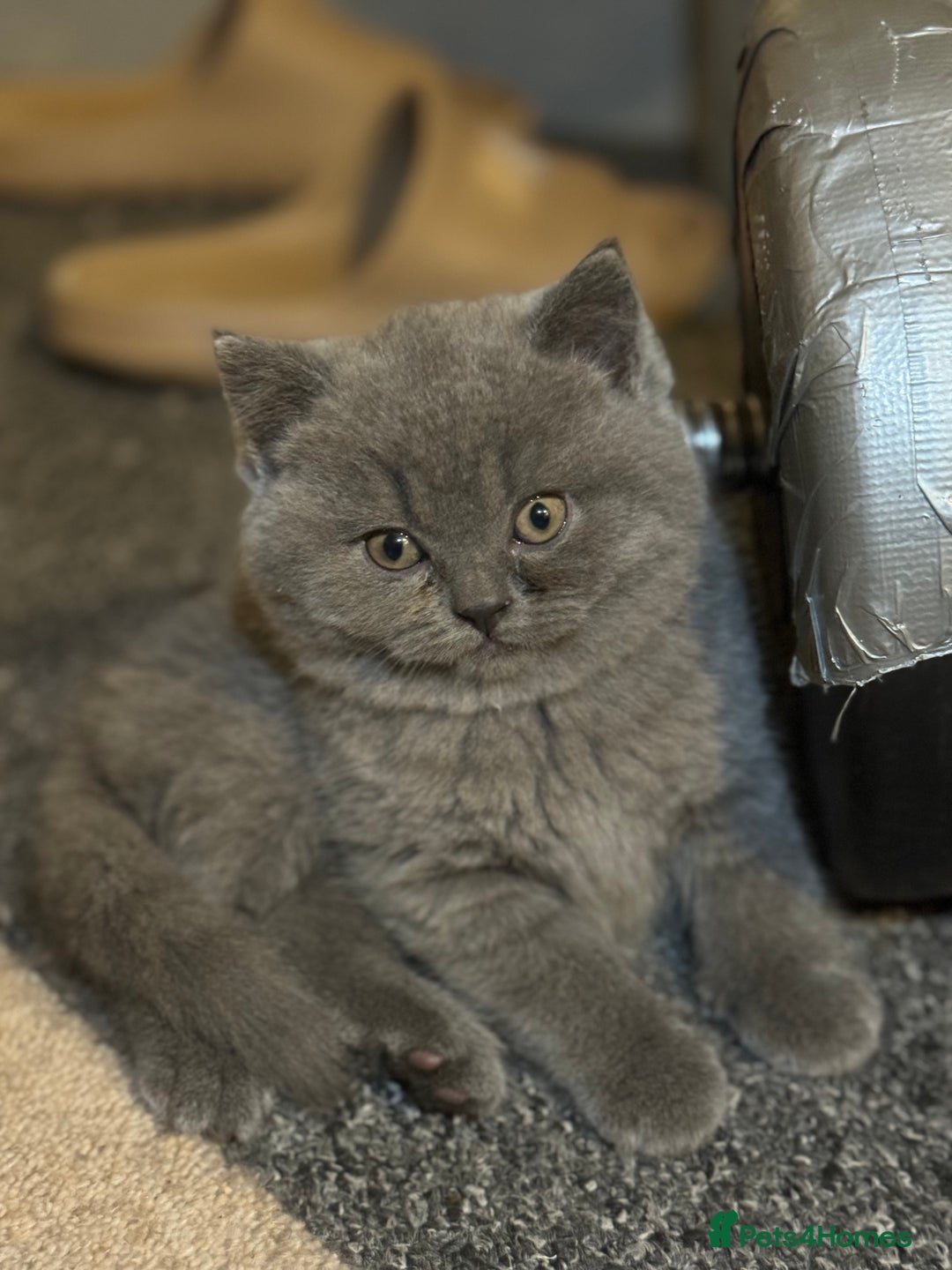 British Shorthair cats for sale: British shorthair lilac and blue - Advert 27