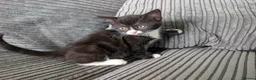 Domestic Shorthair cats for sale: 8 week old kittens - Advert 14