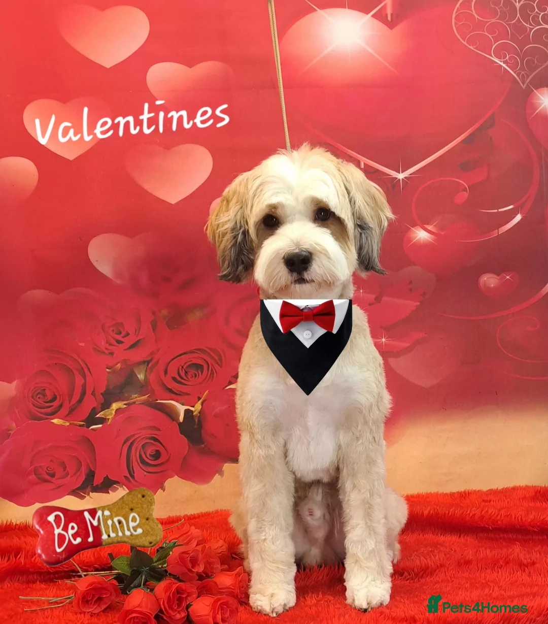 Tibetan Terrier dogs for stud: Excellent KC Reg Proven Tibetan Terrier for Stud in Oldham - Advert 1