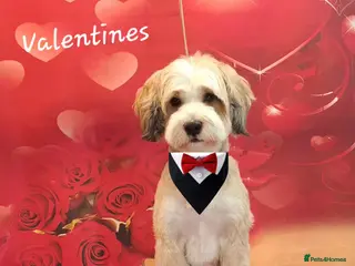 Tibetan Terrier dogs Excellent KC Reg Proven Tibetan Terrier for Stud in Oldham - Advert 1