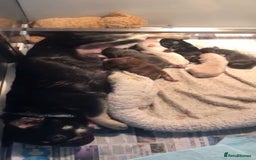 French Bulldog dogs for sale: Family Raised French Bulldog Girls - Image 3