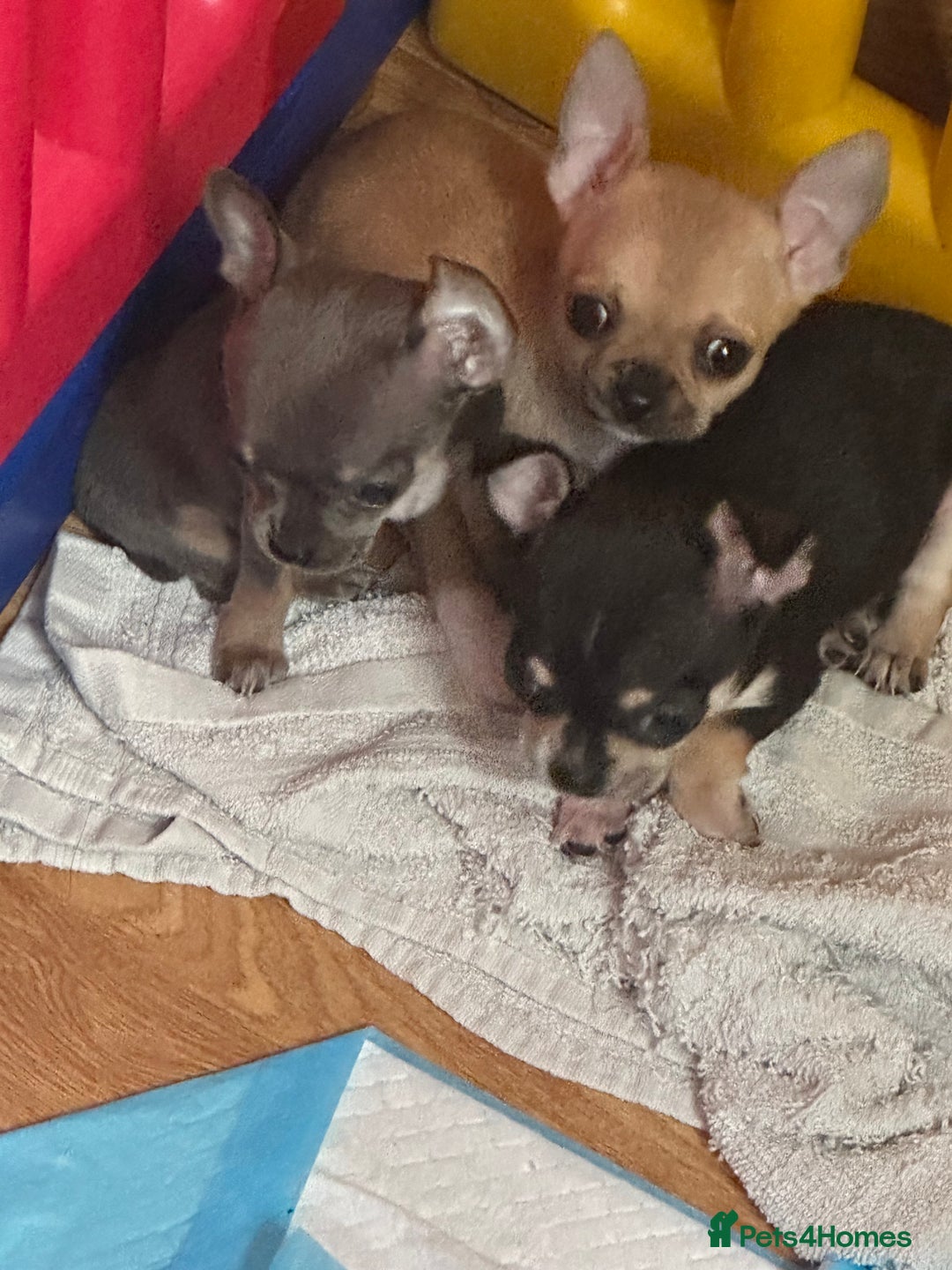 Chihuahua dogs for sale: Chihuahua pups - Image 5