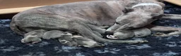 Whippet dogs for sale: Beautiful chunky KC blue fawn brindle whippet pups in Market Harborough - Advert 3