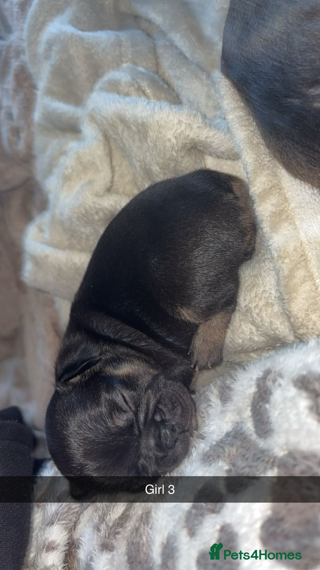French Bulldog dogs for sale: French bulldog cross puppies  - Advert 7