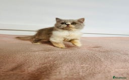 British Shorthair cats for sale: ChampionLine Kittens ready now  - Image 14