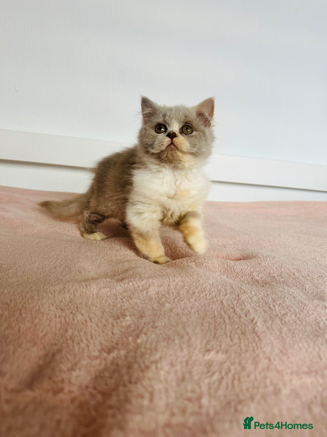 British Shorthair cats for sale: ChampionLine Kittens ready now  - Image 14