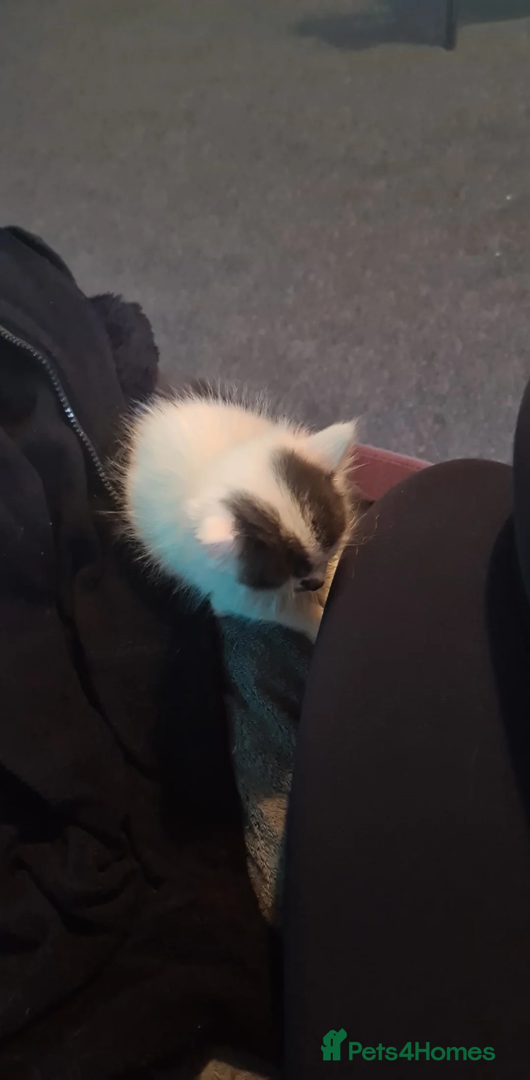 Siberian cats for sale: Kittens - Advert 4