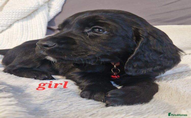 Sprocker dogs - Advert 1
