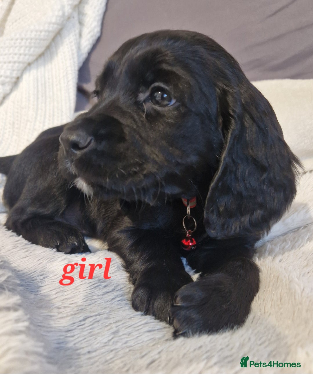 Sprocker dogs for sale: Sprocker puppies  - Image 1