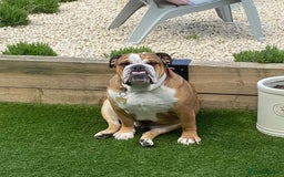 English Bulldog dogs for sale: English bulldog male - Image 5
