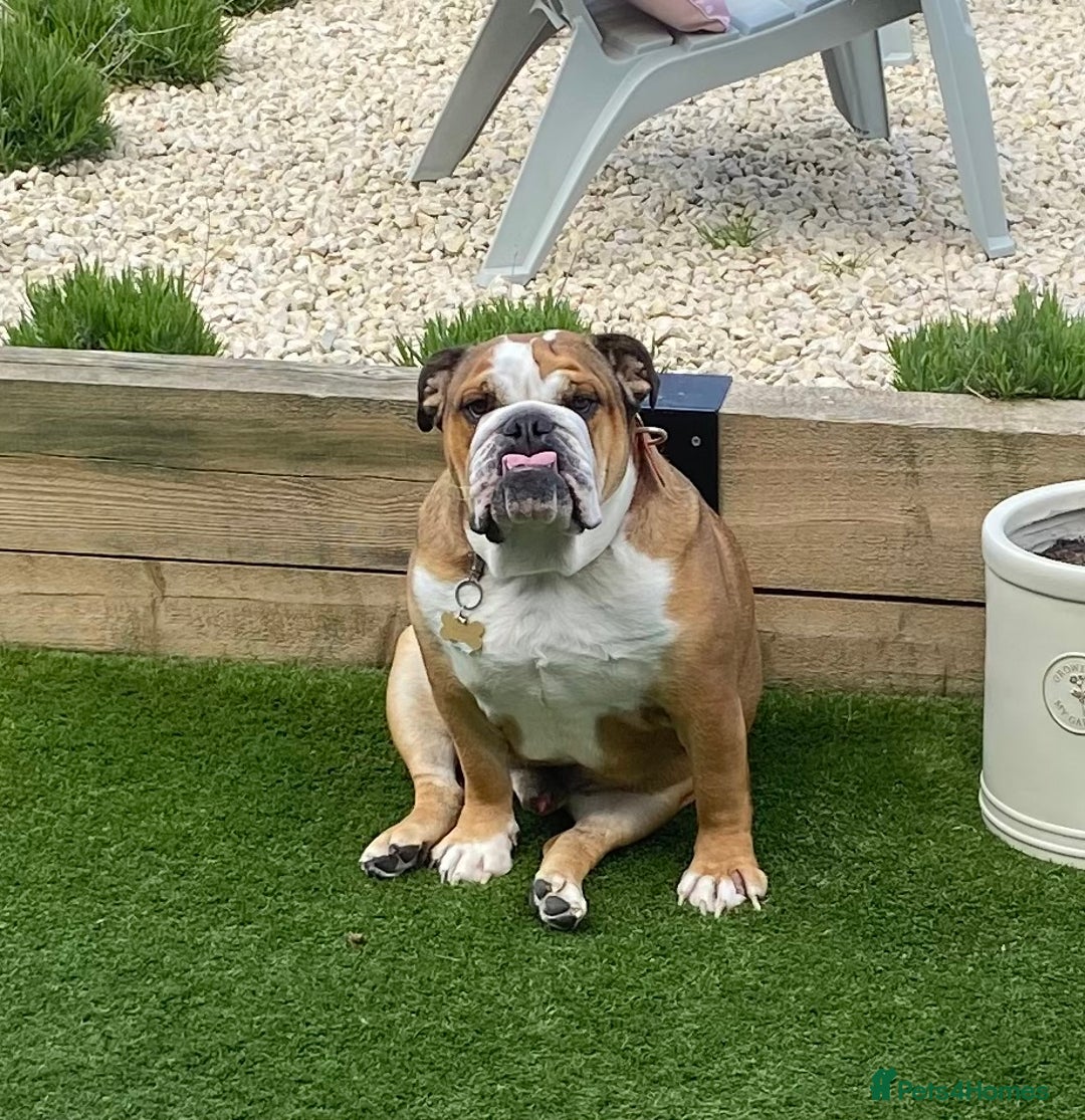 English Bulldog dogs for sale: English bulldog male - Image 5