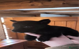 Scottish Terrier dogs for sale: Kc registered scottish terrier pups  - Image 5