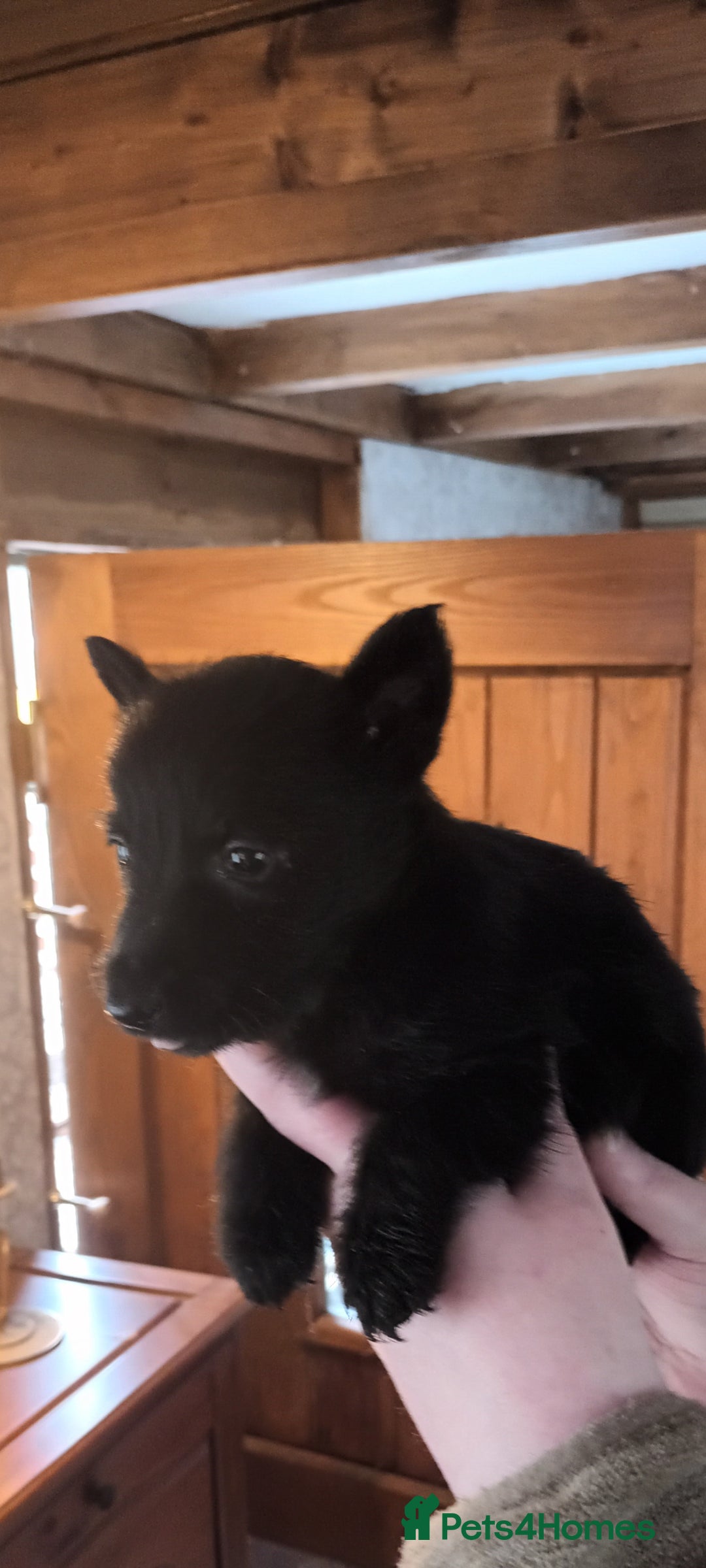 Scottish Terrier dogs for sale: Kc registered scottish terrier pups  - Image 5