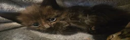 Mixed Breed cats for sale: 3 Beautiful boys and 1 stunning girl - Advert 3