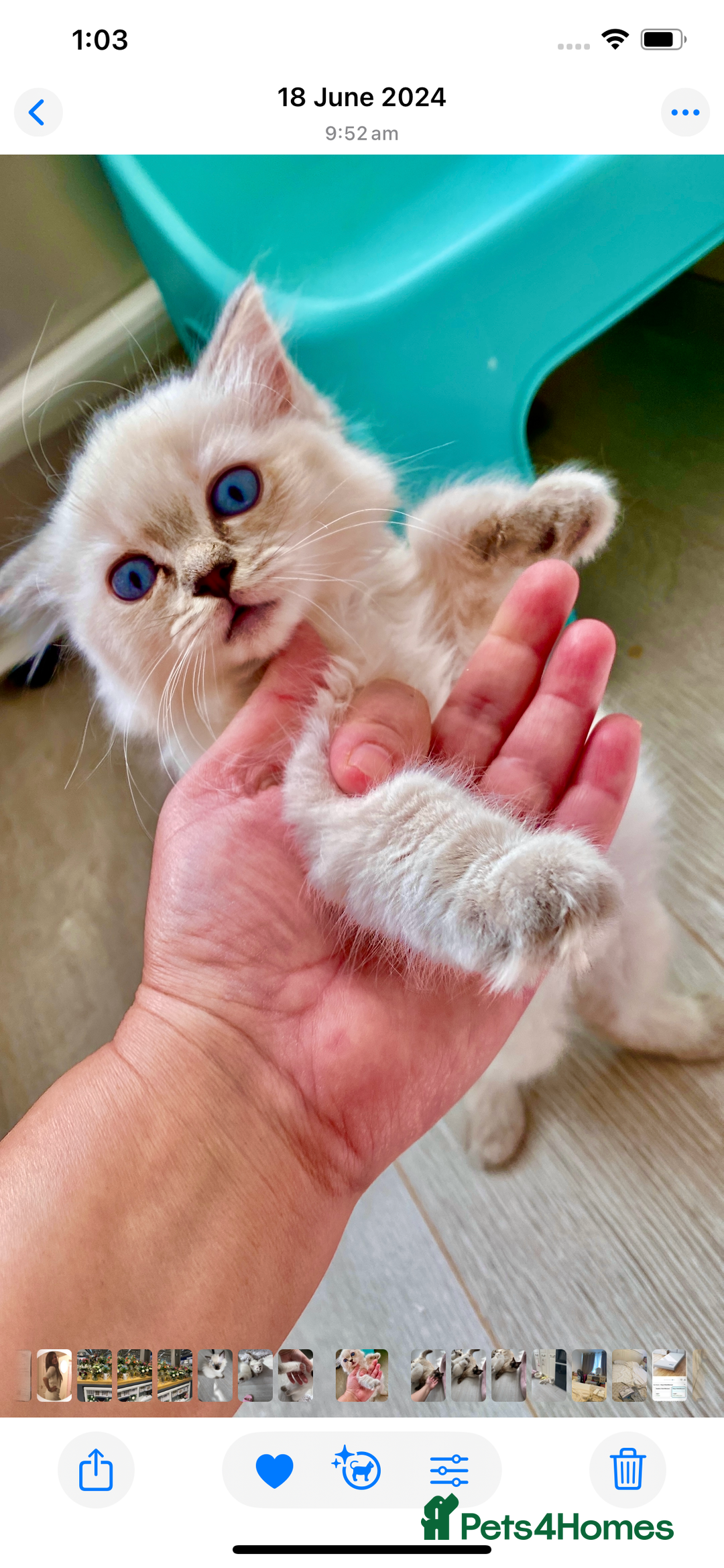 Ragdoll cats for stud: Yang Hansem Boy snowy looking for a Sweet girl - Advert 3