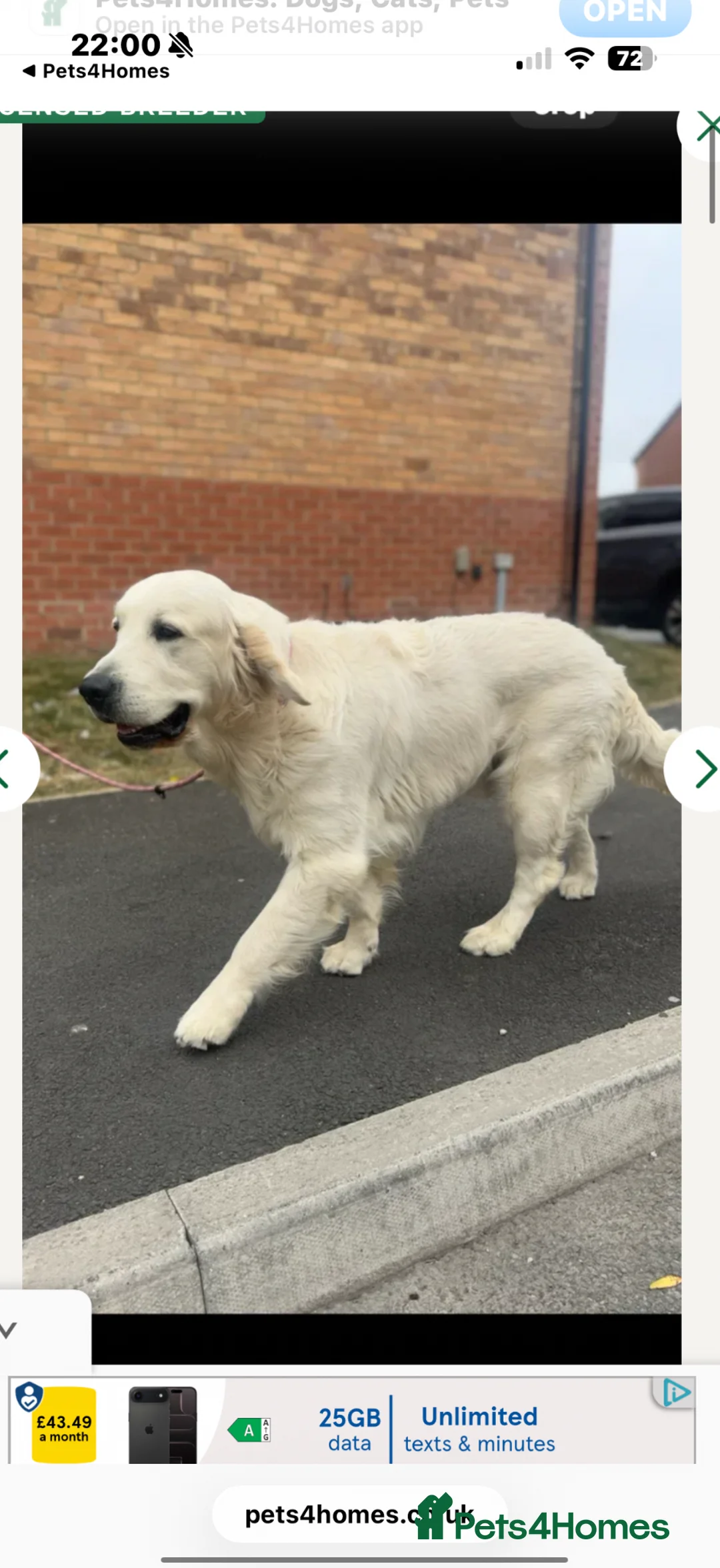 Golden Retriever dogs for sale: Cream/white KC GOLDEN retrievers  - Advert 5